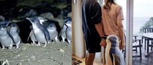 "我家卧室住了群企鹅，还通宵开趴！"新西兰夫妻快被逼疯了