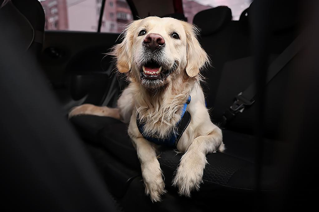 想要更大空间，拆除后排座椅是否合法？澳洲汽车专家这么说...（组图） - 3