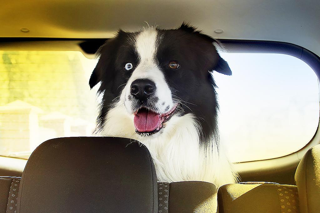 想要更大空间，拆除后排座椅是否合法？澳洲汽车专家这么说...（组图） - 2