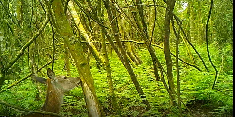 Red deer eating bark off native trees in a QEII covenant in Southland.