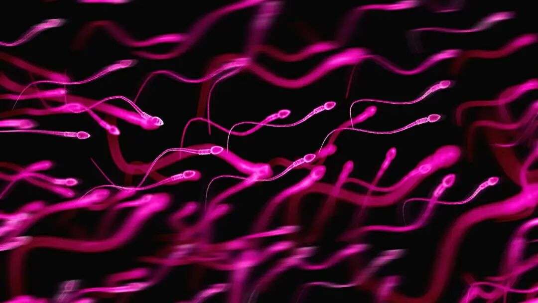Graphical representation of sperm in bright pink against a dark background. The sperm have an arrow shaped head and a long wriggly tail. Dozens of them are swimming right to left, with some in focus and some blurred creating a depth of field