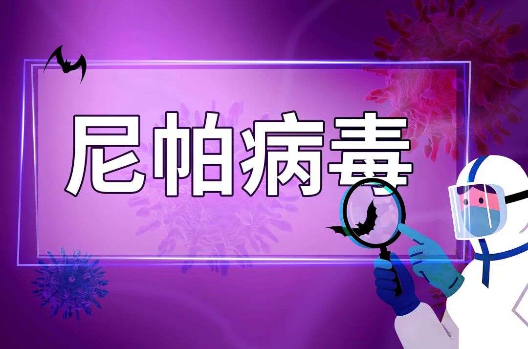 尼帕病毒能攻击人的肺部和大脑，症状包括发烧、头疼、嗜睡、意识模糊和昏迷，感染者的死亡率可达40%以上。视觉中国｜图