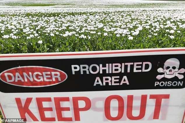 About 1,700 dried poppy plants have been stolen from a farm in Ballarat