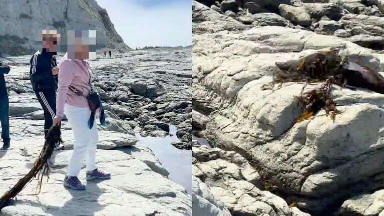 A woman is caught on camera throwing seaweed at a New Zealand fur seal/kekeno on the Kaikōura Peninsula.