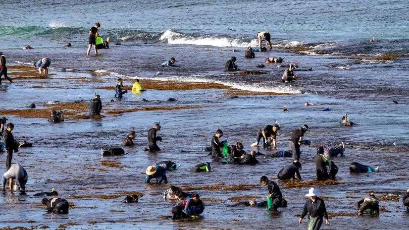 The recreational abalone fishing season on WA’s west coast has been cancelled for good for 2025-26 after authorities scrapped the final planned session over safety fears.
