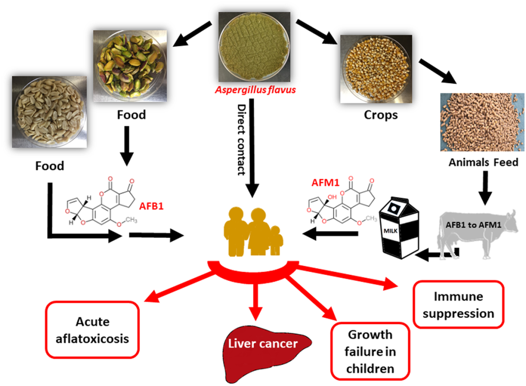 Controlling aflatoxin contamination and propagation of Aspergillus flavus by a soy-fermenting Aspergillus oryzae strain | Scientific Reports