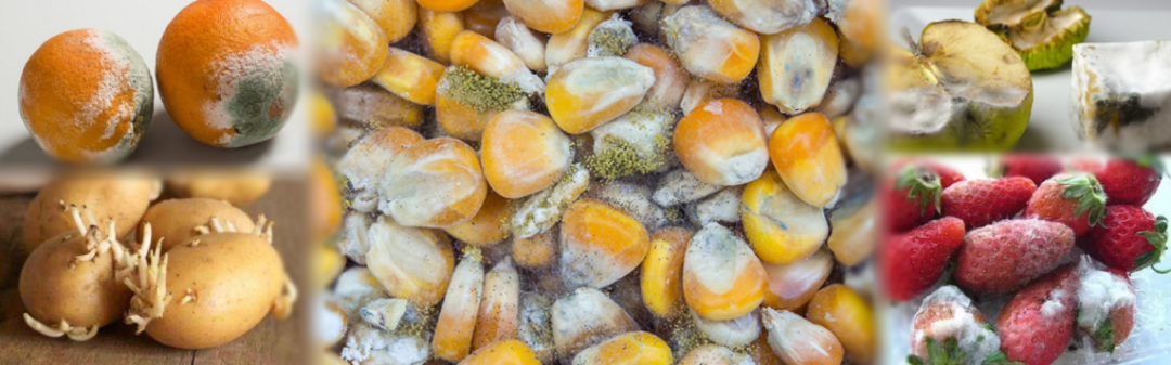 Total Aflatoxin Fast ELISA – Tribioscience