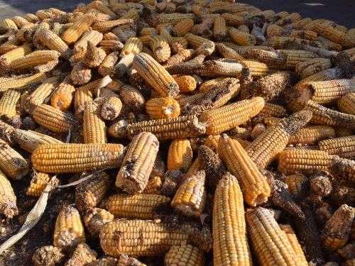 Aflatoxin Contamination in Corn | Wikifarmer