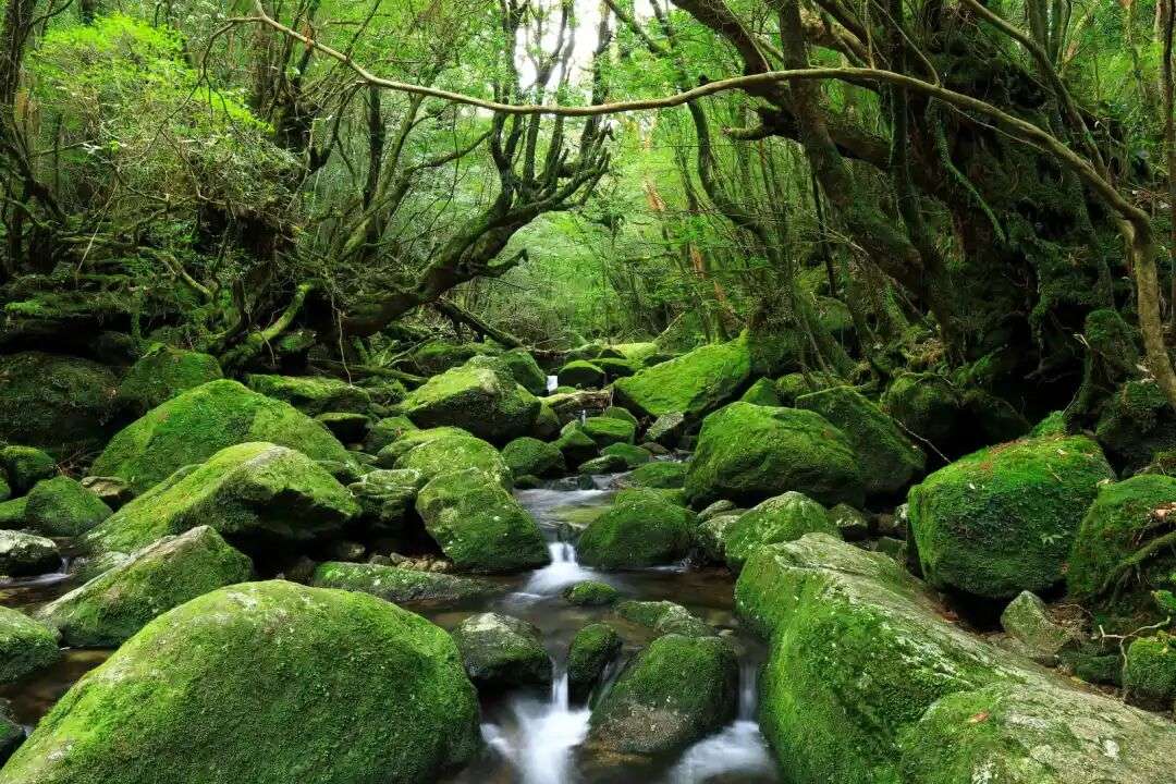 How to get there | Yakushima (Island) | National Parks of Japan