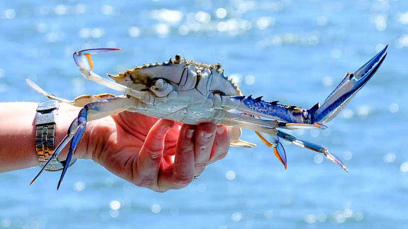 澳华人夫妻被罚$7824！抓63只螃蟹仅1只合规，一句话惹怒法官（图） - 2