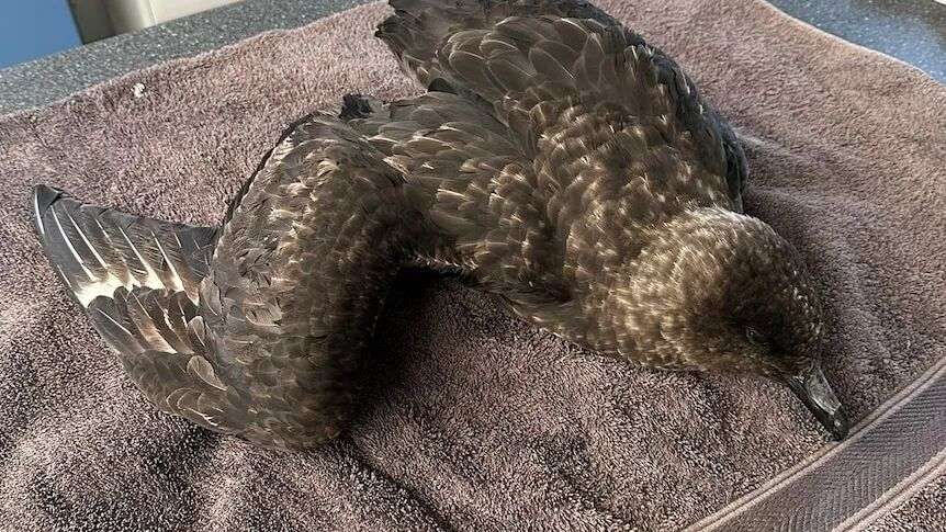 Bird flu in Australia could be catastrophic for nation's vulnerable species, experts warn - ABC News